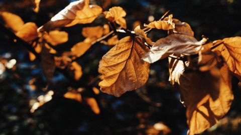 秋天 Autumn