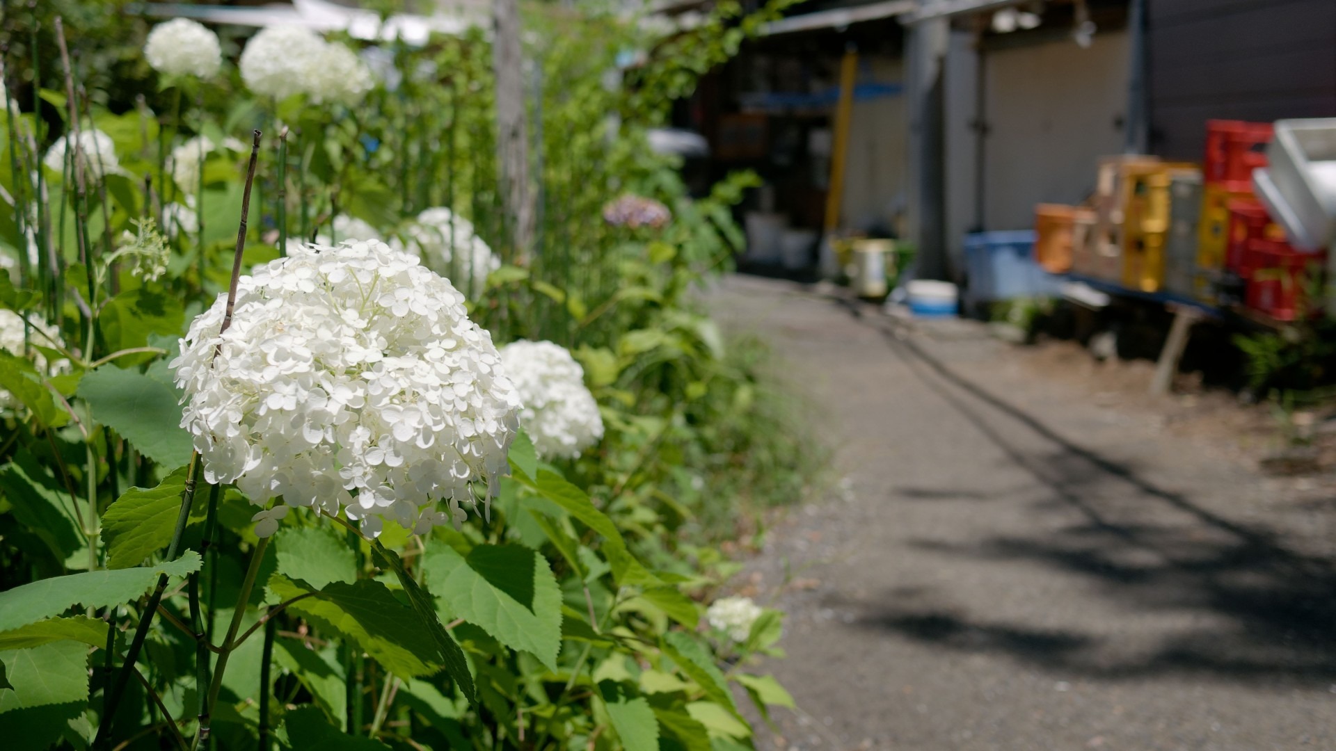 原始预览