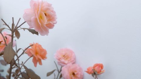 乌梅子酱