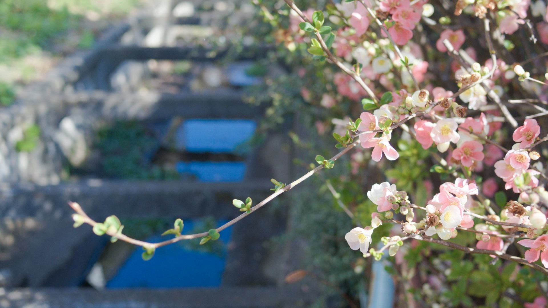 应用 LUT 后预览