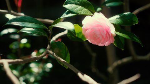 请以你名夏日橙