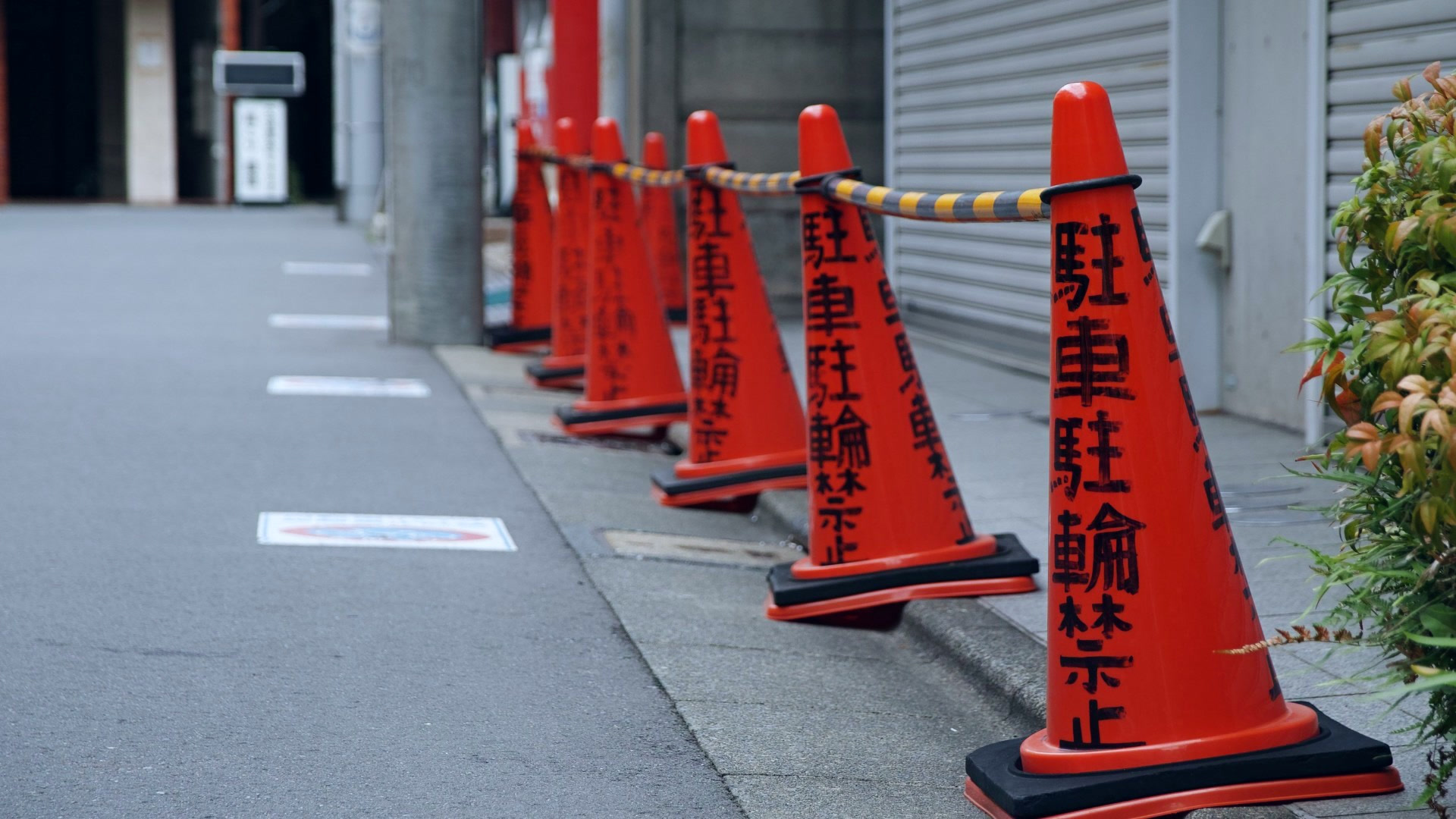 应用 LUT 后预览