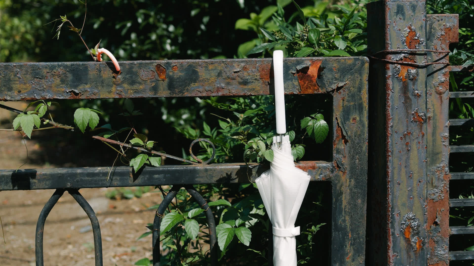 应用 LUT 后预览