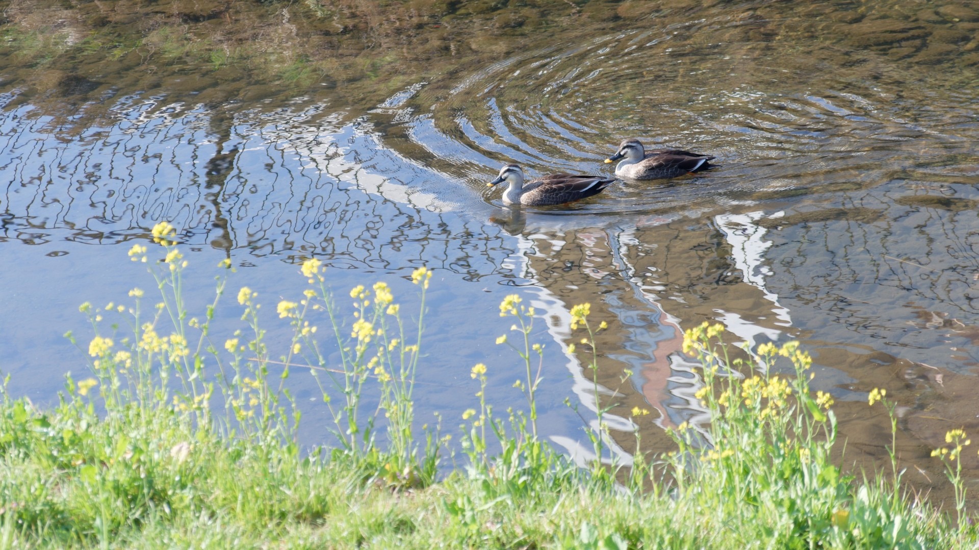 原始预览