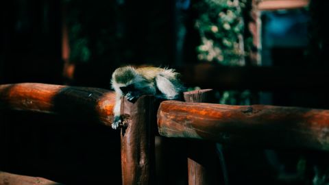 Portra e
