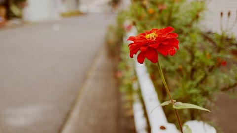 港味红招牌