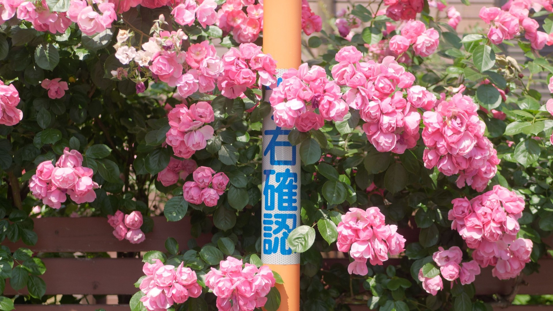 原始预览