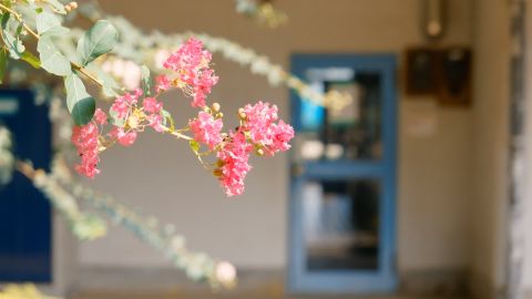 水中生活海蓝