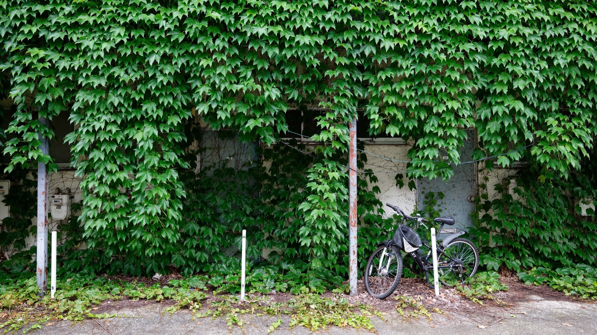 原始预览